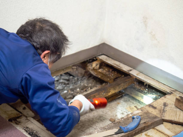 Best Certified Mold Removal  in Watchung, NJ