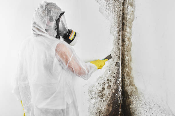 Best Fast Mold Removal  in Watchung, NJ