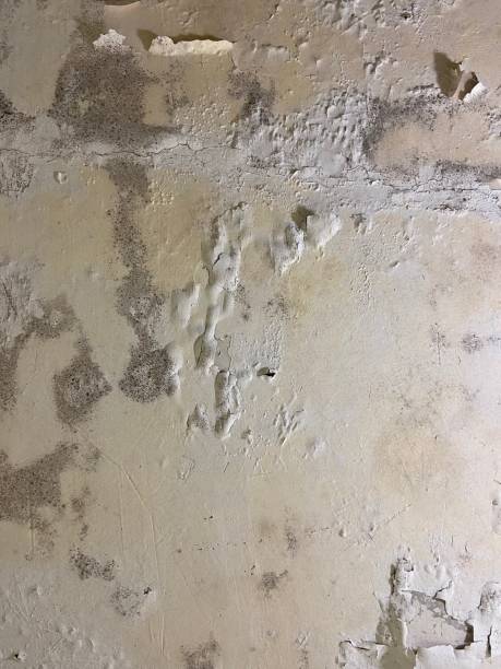 Best Office Mold Removal Services  in Watchung, NJ