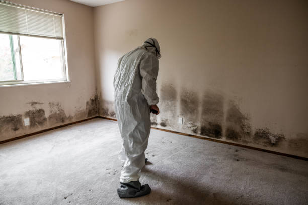Best Attic Mold Removal  in Watchung, NJ