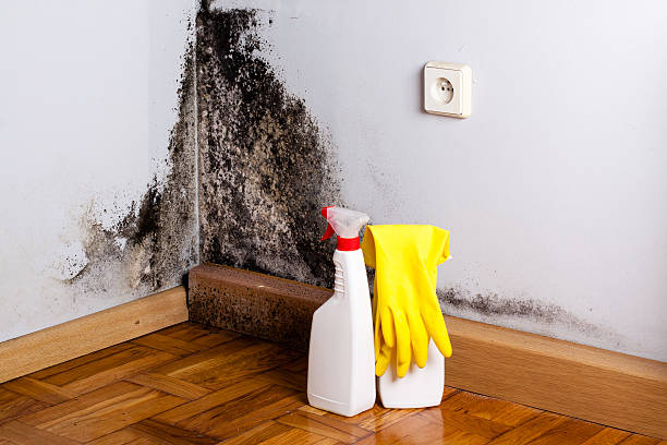 Best Mold Cleaning Services  in Watchung, NJ