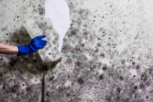 Best Residential Mold Removal  in Watchung, NJ