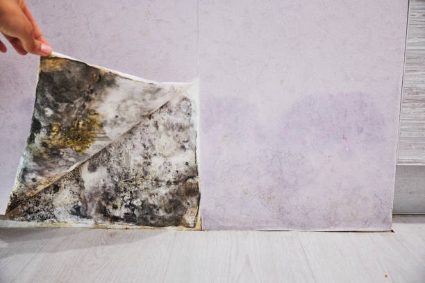 Reliable Watchung, NJ Mold Removal Solutions